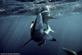   two sharks attack  
